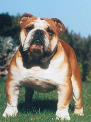 bulldog